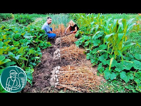 Видео: 🧄 Уборка чеснока и Правда ли положение зубков при посадке влияет на урожай