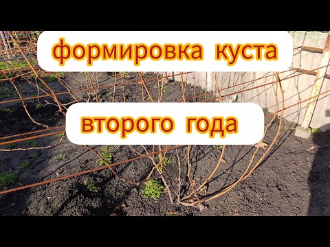 Видео: Виноград. Как обрезать куст второго года развития.