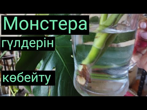 Видео: Монстера гүлдерін көбейту өте оңай.Гүлдер әлемі.