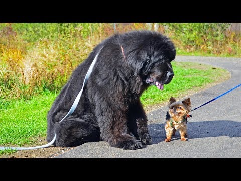 Видео: 5 ДОБРЕЙШИХ ПОРОД СОБАК В МИРЕ