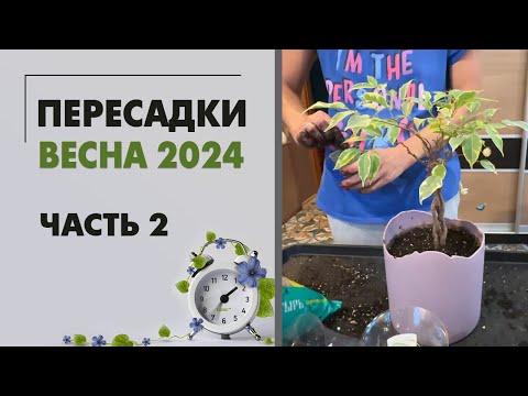 Видео: Пересадки весна 2024 часть 2. Озеленение детской. Пересаживаем: эуфорбия, сингониумы, афеландра и др