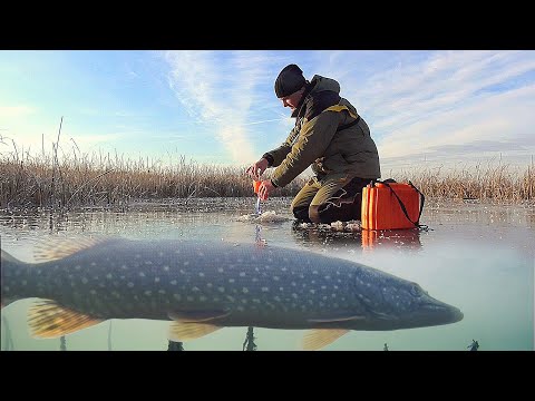 Видео: ДА ЧТО ТАМ ТВОРИТСЯ! Щука на жерлицы по первому льду! Подледная съемка