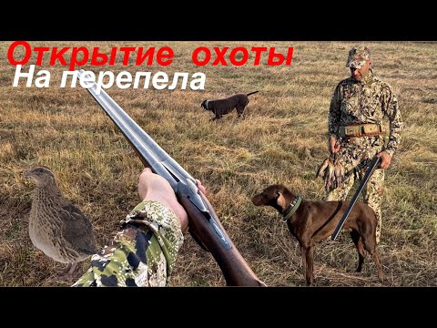 Видео: Супер открытие на перепела 2025