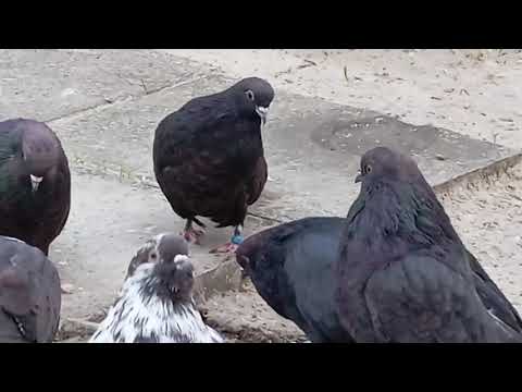 Видео: Мелитопольские голуби. Коммерческие - это?