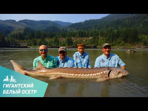Видео: Фильм о рыбалке в Канаде на гигантского белого осетра