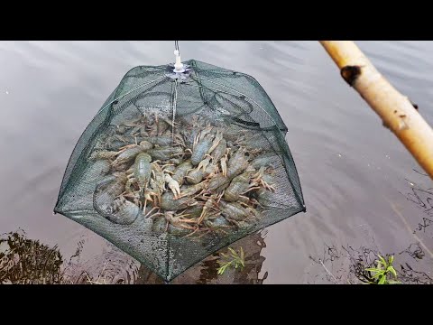 Видео: ЛОВЛЯ РАКОВ НА РАКОЛОВКИ! ПРОСТО! ПОЙМАЛ ВЕДРО РАКОВ ЗА РАЗ! Чеснок отдыхает, ловим на голову ЛБА!