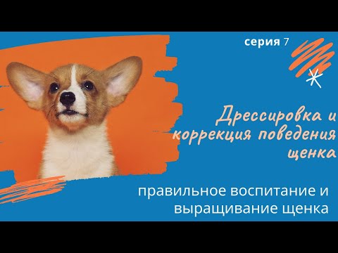 Видео: Воспитание, дрессировка и коррекция поведения щенка. Серия 7