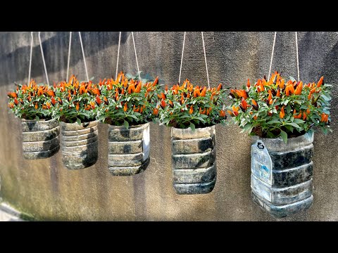 Видео: Всего лишь семена перца чили и несколько косточек? Почему я раньше не знал, как вырастить этот пе...