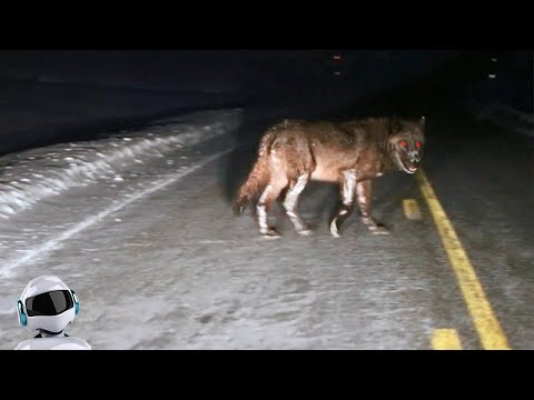 Видео: Самые Невероятные Встречи с Дикими Животными