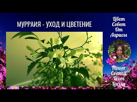 Видео: МУРРАЙЯ УХОД И ЦВЕТЕНИЕ 4К