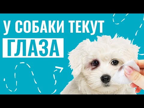 Видео: Почему у собаки ТЕКУТ ГЛАЗА? Как помочь питомцу и предотвратить осложнения?