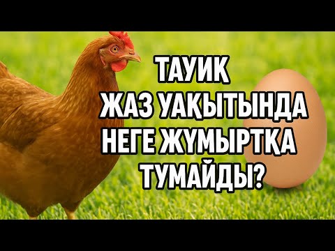 Видео: ТАУЫҚТАР ЖАЗ УАҚЫТЫНДА НЕГЕ ЖҰМЫРТҚА ТУМАЙДЫ (сұрақ-жауап) #тауық #кури #курица #RaiMix