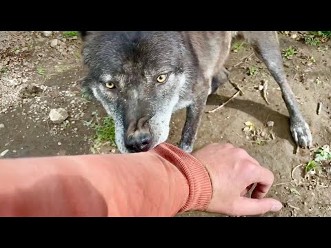 Видео: Волк чувствует мою слабость и болезнь. Очередные жесткие игры канадского волка Акелы.