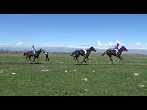 Видео: Кунан чабыш Токмок (Калиновка) 07.04.2019