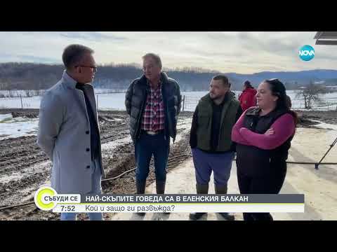 Видео: В Еленския Балкан отглеждат най-скъпата порода крави