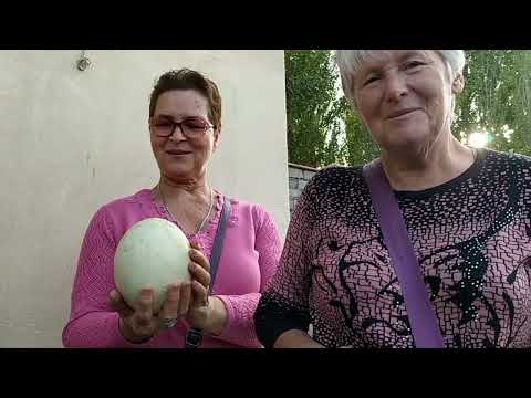 Видео: И снова вместе...(г.Алмалык)