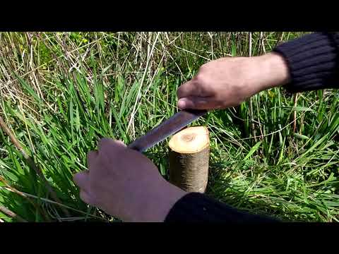 Видео: Grafting a plum tree, using the under bark method / Щеплення дерева слива, способом під кору.