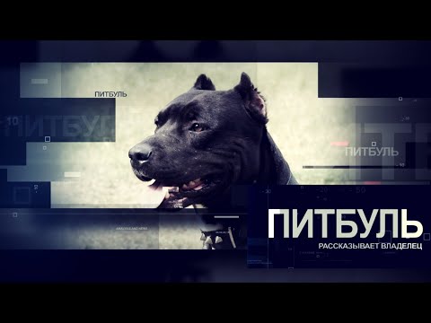 Видео: ПИТБУЛЬ. Все о породе. Рассказывает владелец