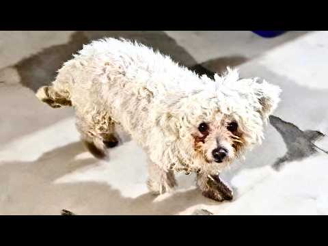 Видео: Брошена, больна и напугана… Но её глаза умоляли: «Не оставляй меня»