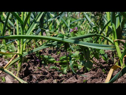 Видео: Прополка часнику від Бур'яна