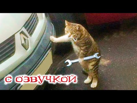 Видео: Приколы с котами с озвучкой! САМЫЕ СМЕШНЫЕ ЖИВОТНЫЕ! Тест на психику!