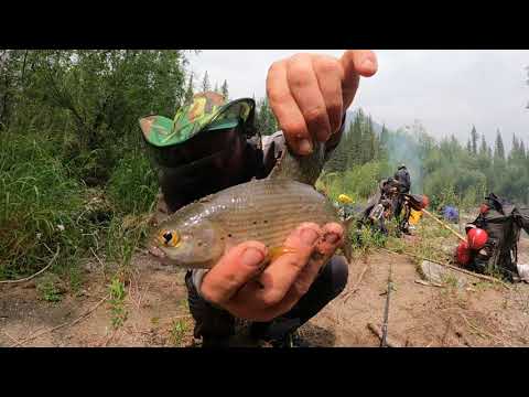 Видео: Рыбалка на Хариуса в Бурятии Бешенный клев.