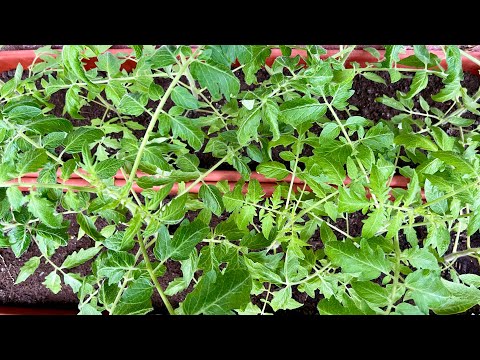 Видео: Огород на Балконе. Май 2024