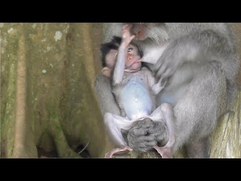 Видео: Мама Сирен любит Додо [Маленькая обезьянка Додо крепкая и сильная] #tuabangmonkey