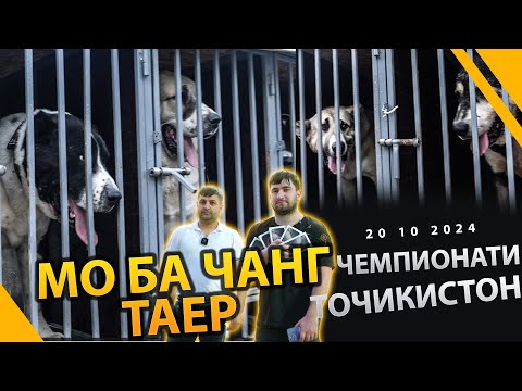 Видео: МО БА ЧАНГ ТАЕРЕМ 🦮