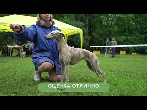 Видео: Мир Борзых 2023. Суки