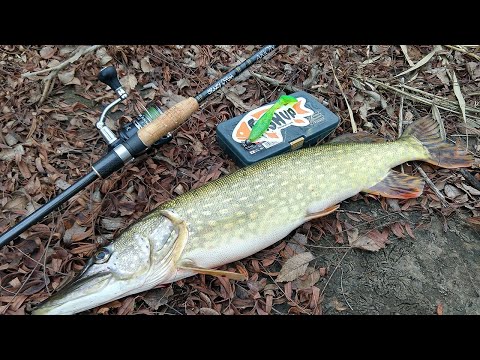 Видео: Сколько щук можно словить осенью на сельском ставке.