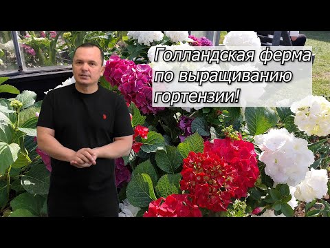 Видео: Как выращивают гортензию в Голландии- в гостях на ферме у Алекса Шумахера. 2021 год, осень.
