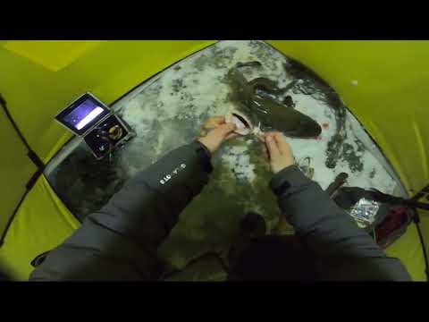 Видео: Зимняя рыбалка для души и налим на стук.