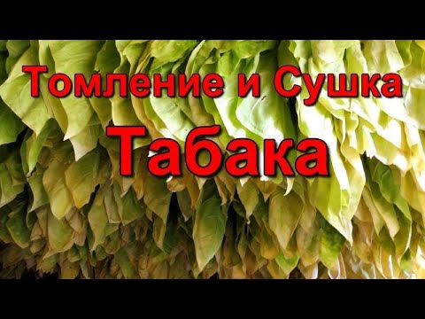 Видео: Сушка  - Томление и Выжелчивание Табака .