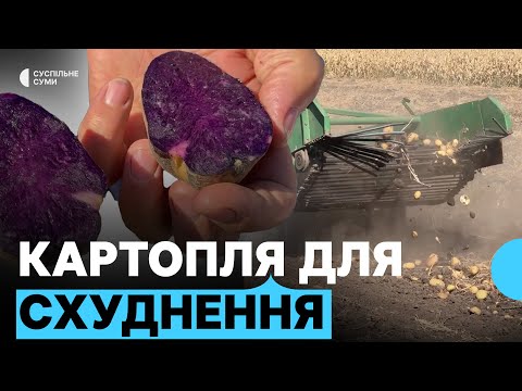 Видео: Картоплина вагою пів кілограма і картопля для схуднення. Які сорти картоплі вирощують на Сумщині