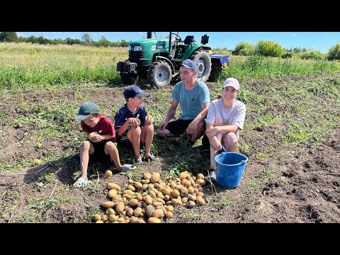 Видео: Перший врожай на картоплі! Берізка як делікатес для ВРХ!