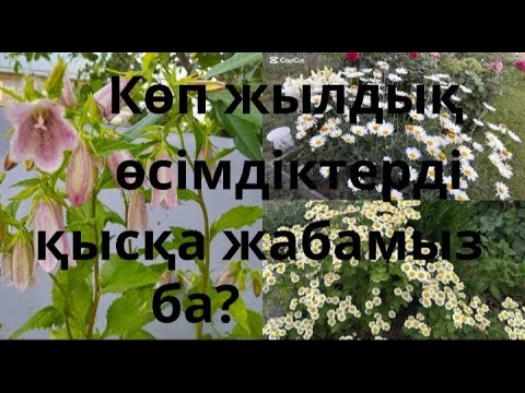 Видео: Көпжылдық өсімдіктерді қысқа жабамыз ба?