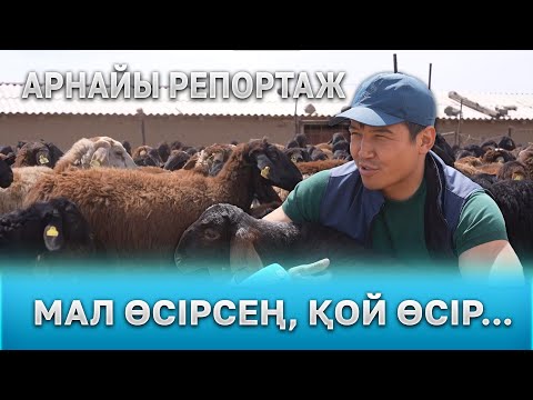 Видео: Мал өсірсең, қой өсір... | Арнайы репортаж