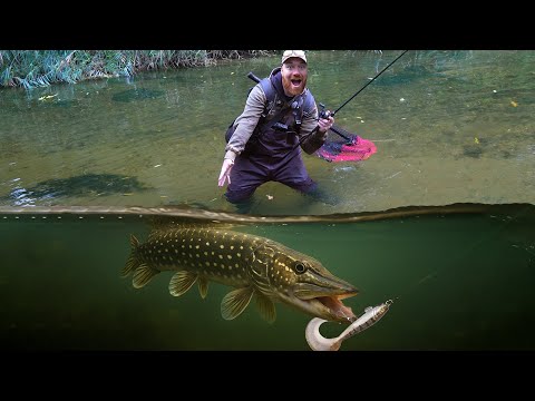 Видео: Щука клюнула прямо мне под ноги! Эпическое щучье действо крупным планом! 4k!