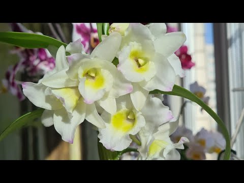 Видео: СЕКРЕТЫ МОЕГО ухода за ДЕНДРОБИУМ НОБИЛЕ💚🌱 Как зацвести орхидею дендробиум и не только?!🤍