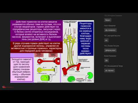 Видео: Курс "Физиология ЦНС" для психфака МГУ Вячеслав Дубынин, лекция 11