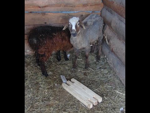 Видео: Фиксатор для обездвиживания овец и баранов.