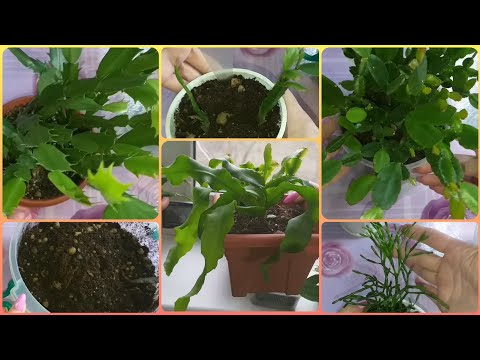 Видео: Всё о лесных кактусах🌱Декабрист🌺Рипсалидопсис🌱Хатиора🌺Эпифиллум🌱Размножение🌺Укоренение🌱Пересадка