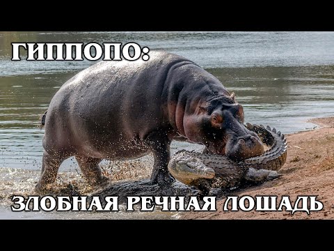 Видео: Бегемот: Речной Властелин | Интересные факты про бегемотов