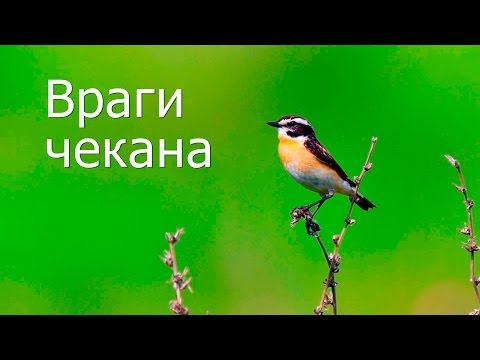 Видео: Враги чекана