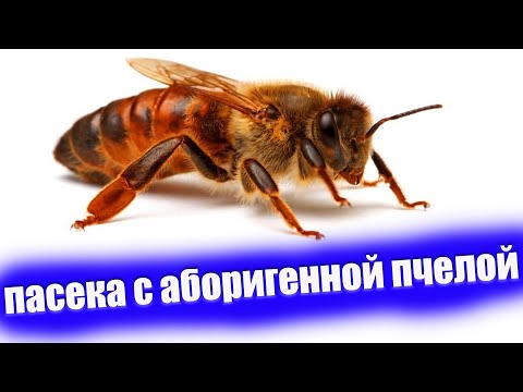 Видео: Месная пчела. как работать с неплодными матками пчел