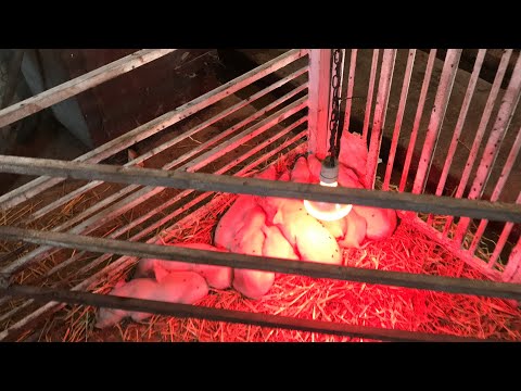 Видео: Температура 41 у свиноматки//Приняли решение