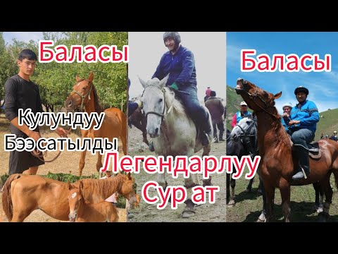 Видео: Сурдун балдары