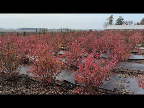 Видео: Работы на новом участке, подготовка перед посадкой голубики.