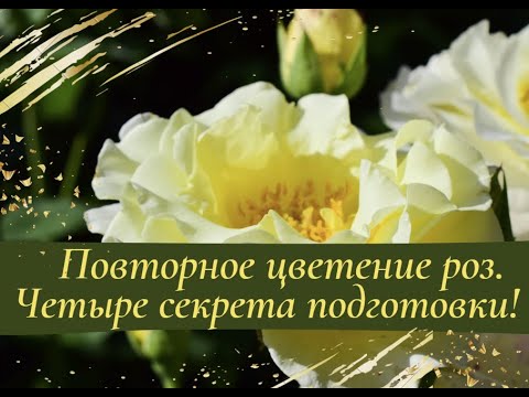 Видео: Повторное цветение роз.  Четыре секрета подготовки!